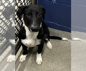 Mutt Dogs for adoption in Sterling, MA, USA