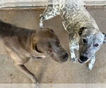 Small #1 Weimaraner