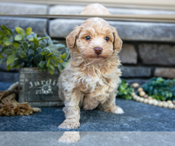 Medium Photo #1 Poovanese Puppy For Sale in SUGARCREEK, OH, USA