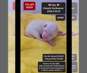 Havanese-Zuchon Mix Puppy for sale in TUCSON, AZ, USA
