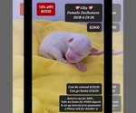 Image preview for Ad Listing. Nickname: Ulla