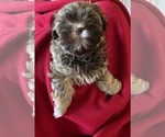 Small Photo #14 Havanese Puppy For Sale in JEFFERSON, GA, USA
