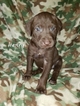 Puppy 5 German Shorthaired Pointer-Golden Labrador Mix