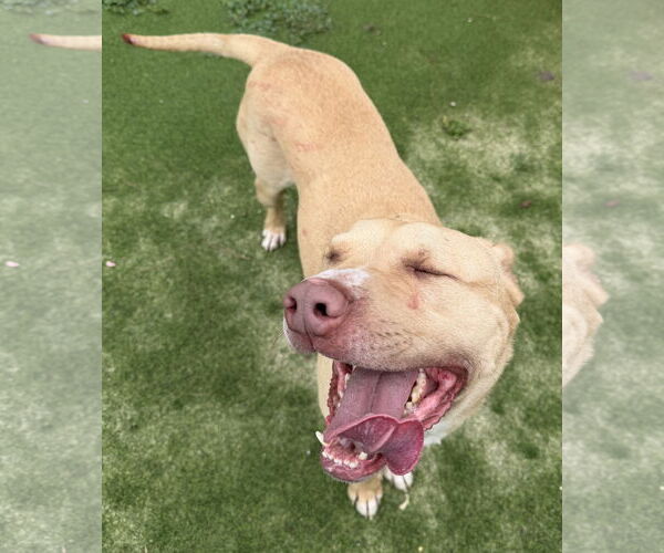 Medium Photo #2 Labrador Retriever-Unknown Mix Puppy For Sale in The Woodlands, TX, USA