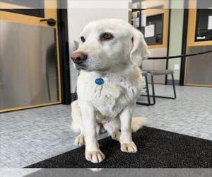 Labrenees Dogs for adoption in Fort Collins, CO, USA