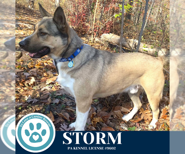 Medium Photo #7 Gerberian Shepsky Puppy For Sale in Kimberton, PA, USA