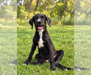 Miniature Labradoodle Dogs for adoption in PIPE CREEK, TX, USA
