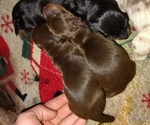 Small #1 Dachshund