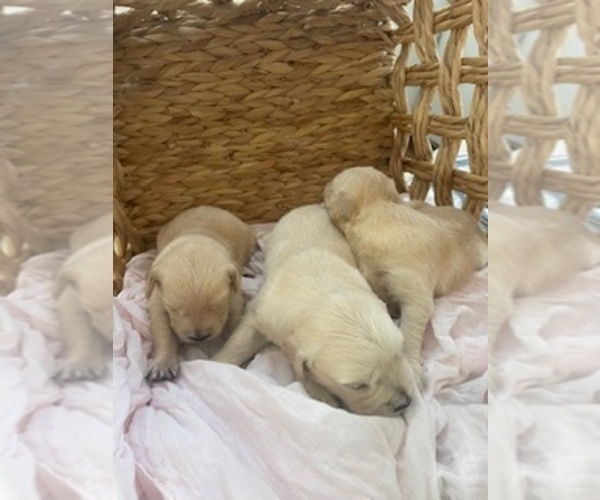 Medium Photo #29 Golden Retriever Puppy For Sale in MERCED, CA, USA