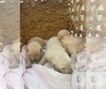 Small #28 Golden Retriever