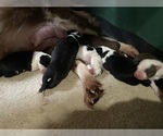 Puppy Baccalaureate Border Collie