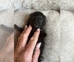 Small Pomeranian