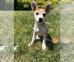 Small #2 Rat Terrier Mix