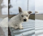 Small #27 West Highland White Terrier