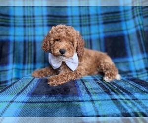 Cockapoo (Miniature) Puppy for sale in LAKELAND, FL, USA