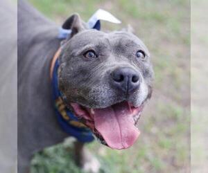 American Staffordshire Terrier Dogs for adoption in San Antonio, TX, USA