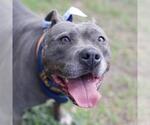 Small American Staffordshire Terrier
