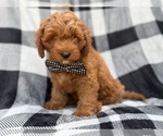 Benny - Male Cavapoo (Standard) Puppy for Sale - Photo #8
