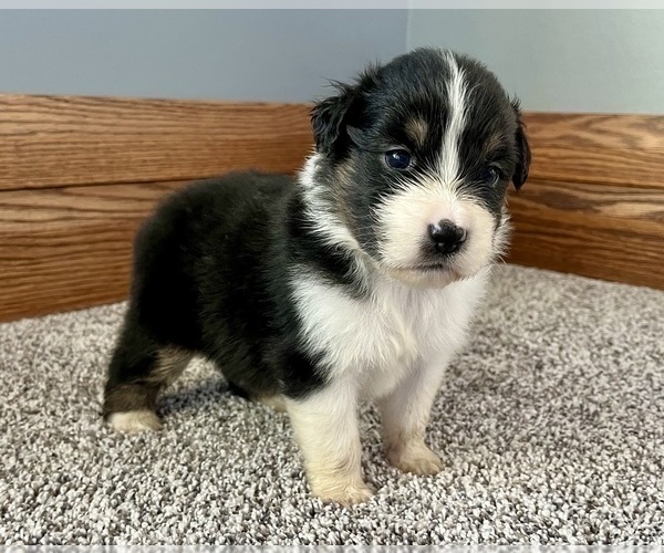 Medium Photo #15 Australian Shepherd Puppy For Sale in LODA, IL, USA