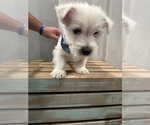 Small #1 West Highland White Terrier