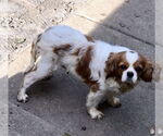 Small #9 Cavalier King Charles Spaniel