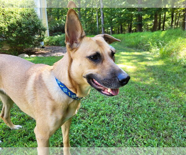 Medium Photo #8 Mutt Puppy For Sale in Cary, NC, USA