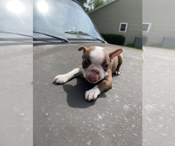 Medium Photo #7 Boston Terrier Puppy For Sale in FREDONIA, KS, USA