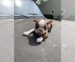 Small #6 Boston Terrier