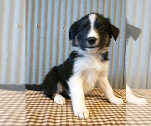 Border-Aussie Puppy for Sale in NEW YORK MILLS, Minnesota USA