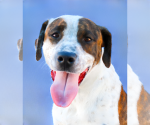 Pointer-Unknown Mix Dogs for adoption in Pasadena, CA, USA