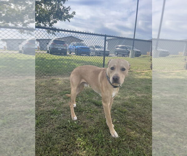 Medium Photo #3 Labrador Retriever-Unknown Mix Puppy For Sale in Evansville, IN, USA