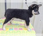 Small #1 Shiba Inu
