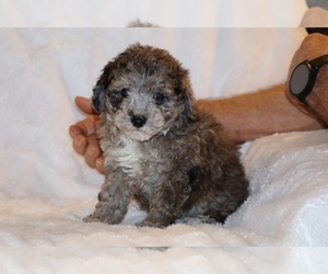 Poodle (Toy) Puppy for sale in DYERSBURG, TN, USA