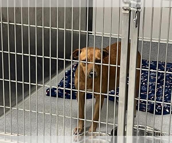 Medium Photo #1 American Pit Bull Terrier-Unknown Mix Puppy For Sale in Ocala, FL, USA