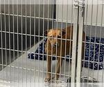 TAWNY - Female American Pit Bull Terrier-Unknown Mix Dog for Adoption - Small photo