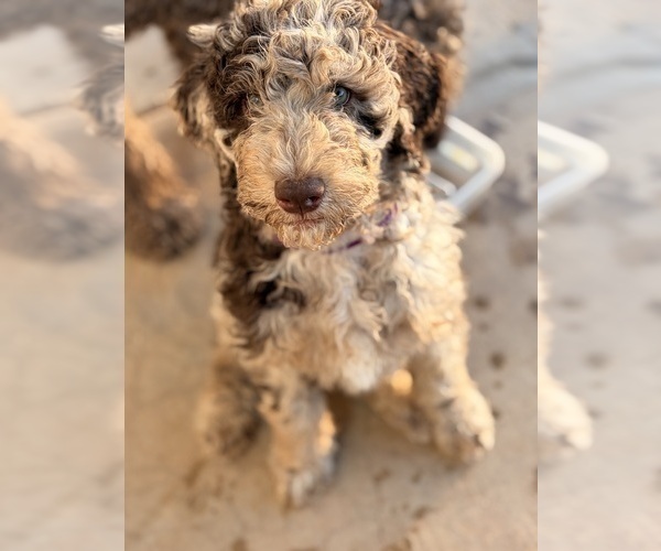 Medium Photo #1 Poodle (Standard) Puppy For Sale in APACHE JUNCTION, AZ, USA