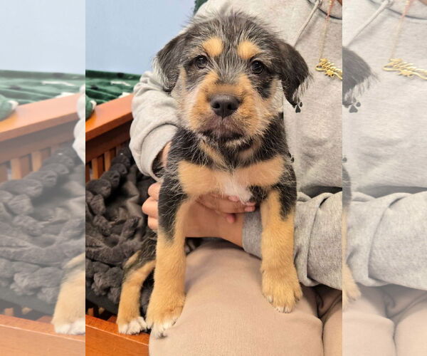 Medium Photo #1 Mutt Puppy For Sale in Cliffwood, NJ, USA