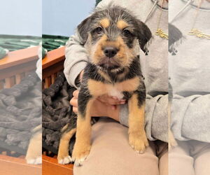 Mutt Dogs for adoption in Cliffwood, NJ, USA