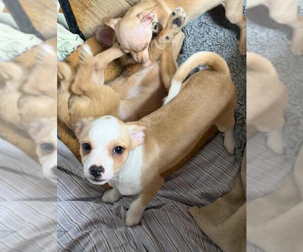 Medium Photo #2 Malchi Puppy For Sale in Hewitt, NJ, USA