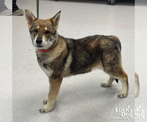 Alaskan Klee Kai-Unknown Mix Dogs for adoption in Washington, DC, USA