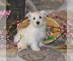 Puppy Daffy West Highland White Terrier