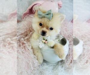 Pomeranian Puppy for sale in LANCASTER, PA, USA