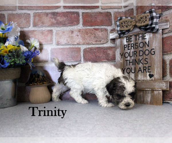 Medium Photo #7 Poodle (Miniature) Puppy For Sale in CHANUTE, KS, USA