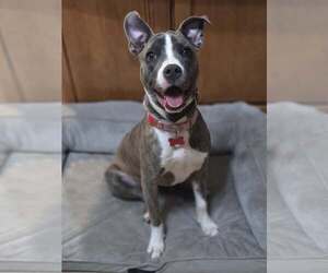 Mutt Dogs for adoption in Mount Laurel, NJ, USA