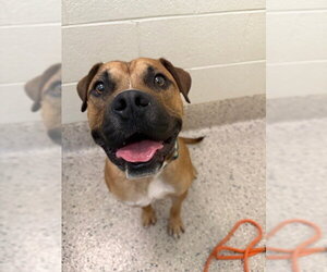 Boxer Dogs for adoption in Brighton, CO, USA