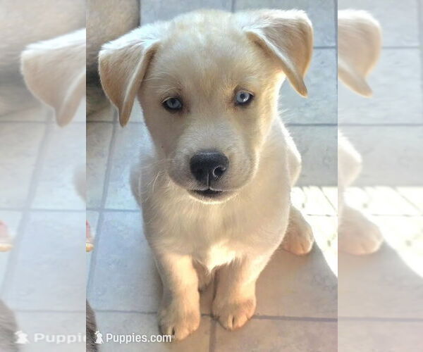 Medium Photo #3 Golden Shepherd-Siberian Husky Mix Puppy For Sale in MENASHA, WI, USA