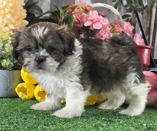 Medium Photo #1 Shih Tzu Puppy For Sale in CANOGA, NY, USA