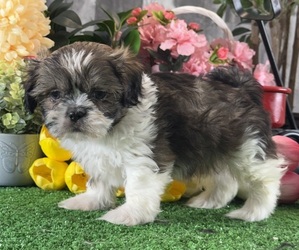 Shih Tzu Puppy for sale in CANOGA, NY, USA