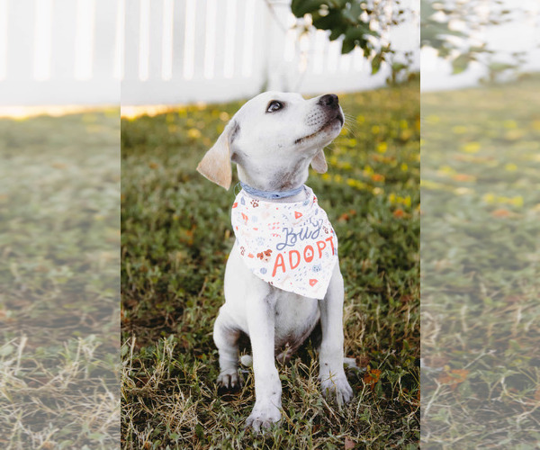 Medium Photo #4 Labbe Puppy For Sale in Princeton, MN, USA
