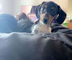 Small #1 Dachshund